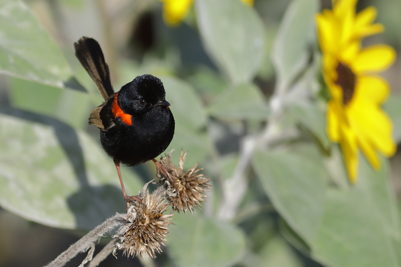 Red-backed Fairy-wren (Image ID 27139)
