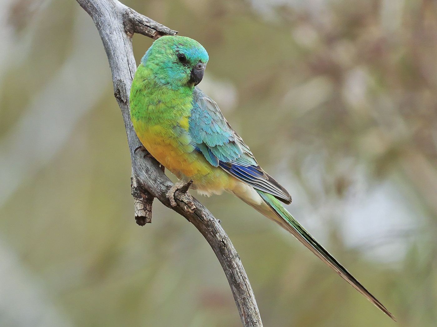 Red-rumped Parrot (Image ID 26964)