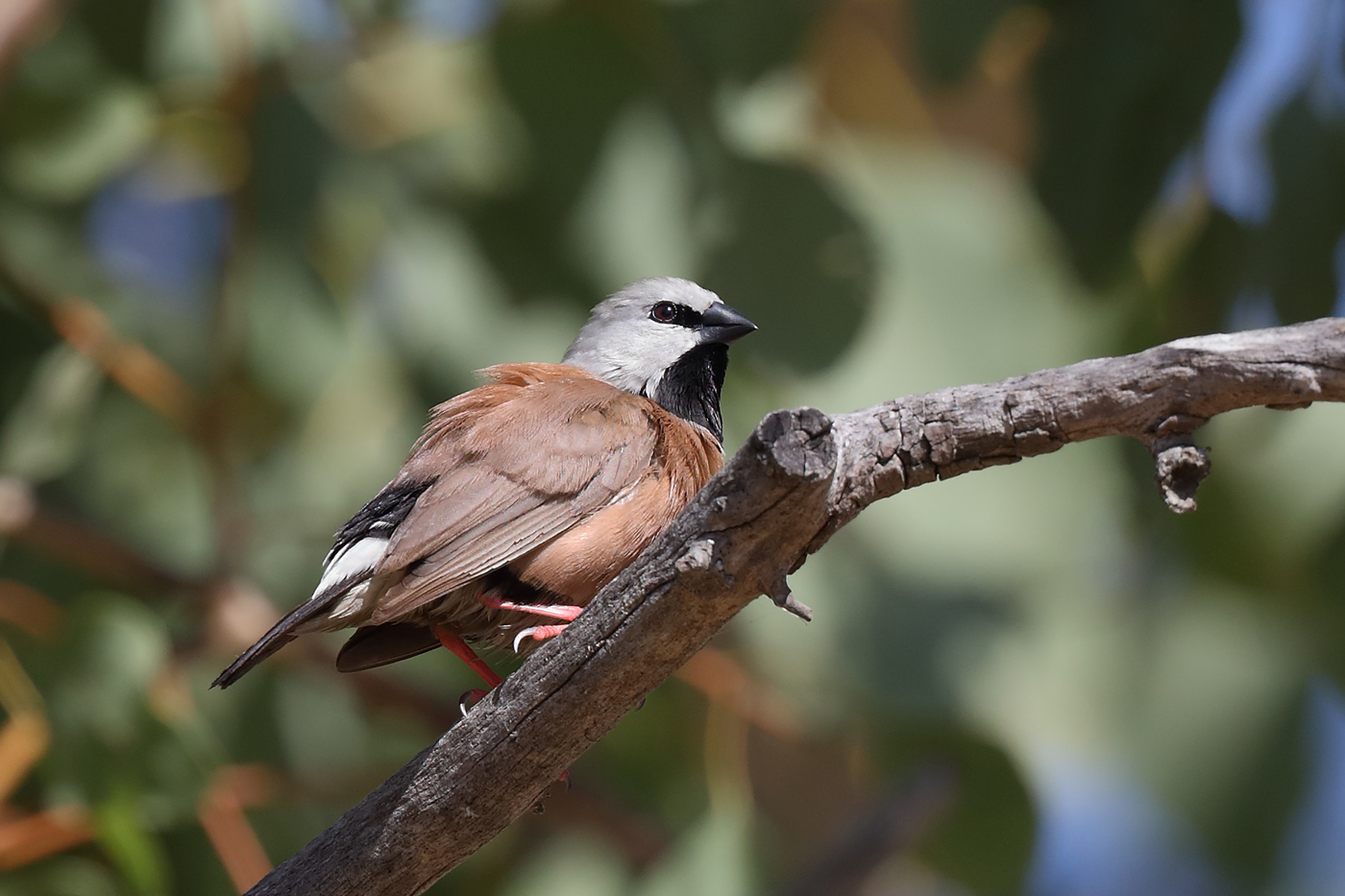 Black-throated Finch (Image ID 27021)