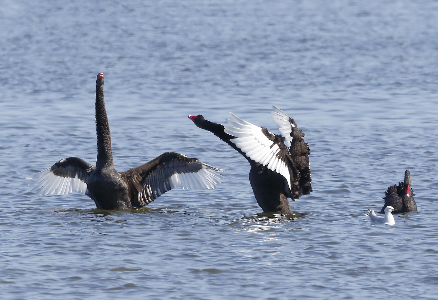 Black Swan (Image ID 26966)