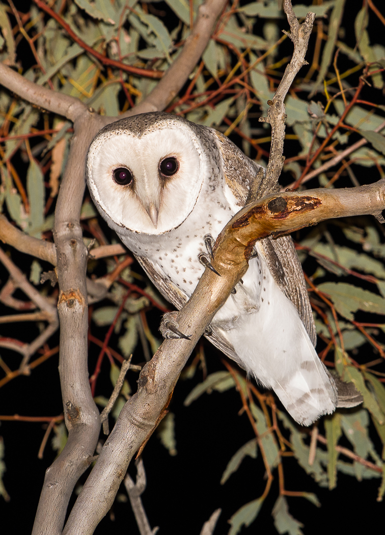 Barn Owl (Image ID 27157)