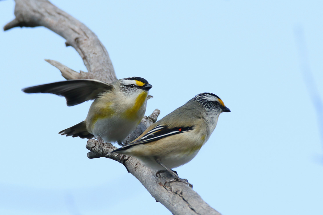 Striated Pardalote (Image ID 27005)