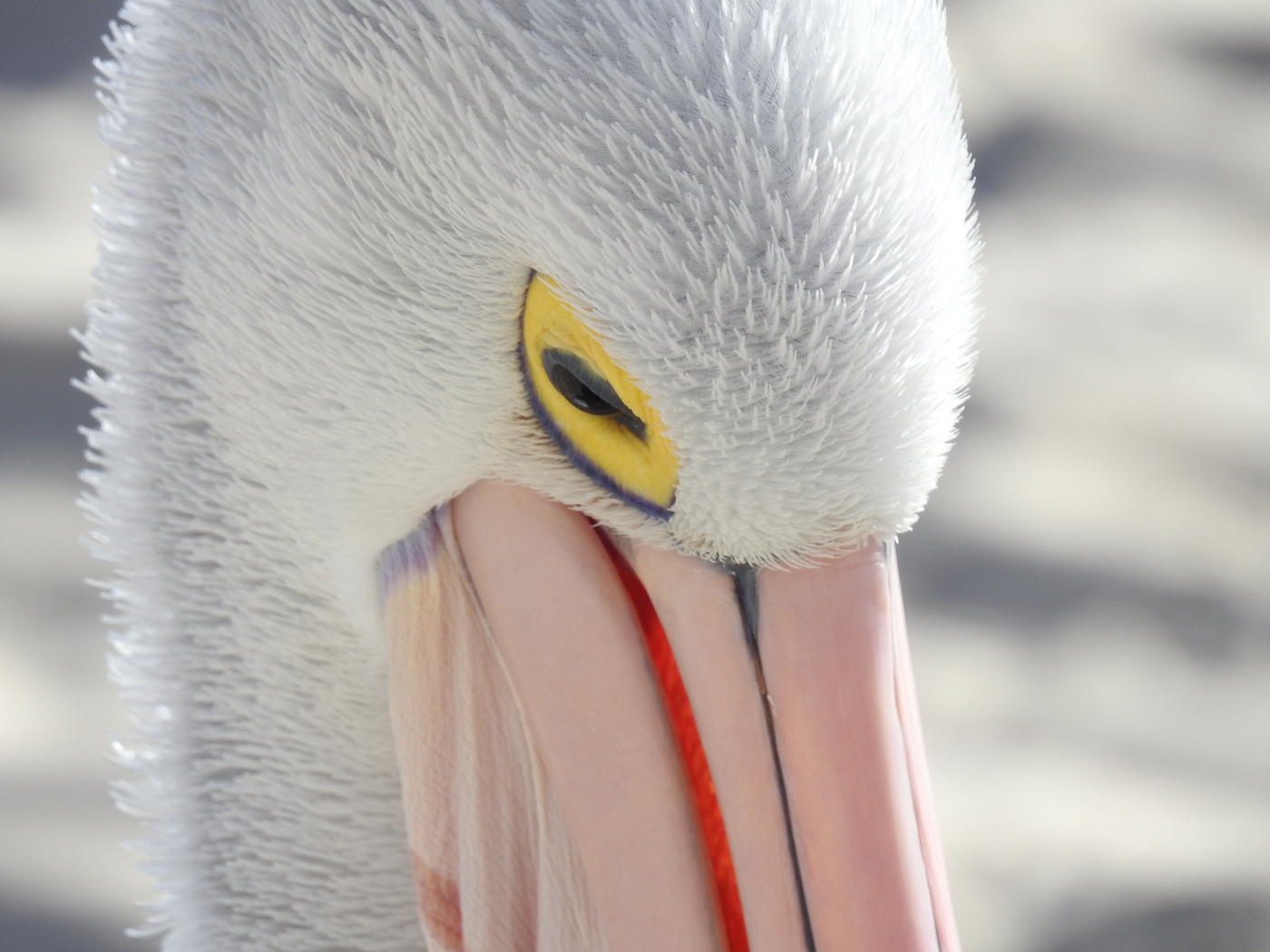 Australian Pelican (Image ID 27151)