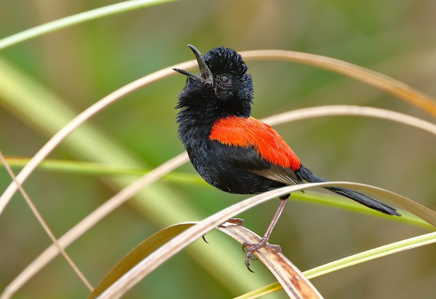 Red-backed Fairy-wren (Image ID 27123)