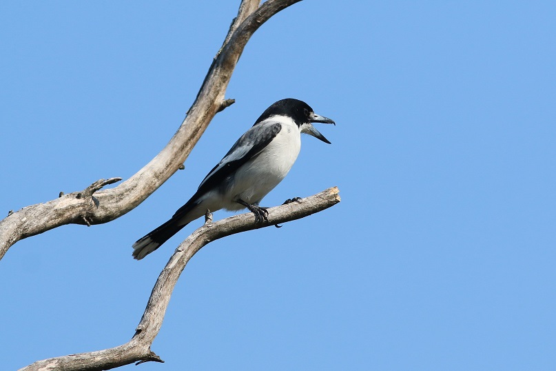 Grey Butcherbird (Image ID 27155)