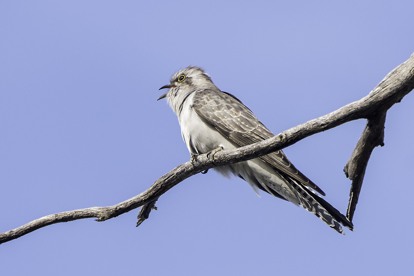 Pallid Cuckoo (Image ID 27028)