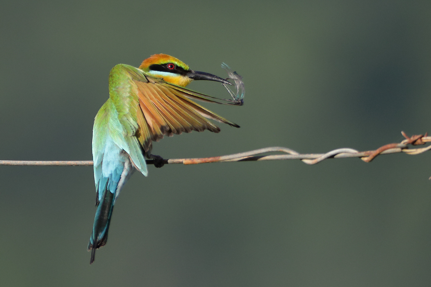 Rainbow Bee-eater (Image ID 26975)