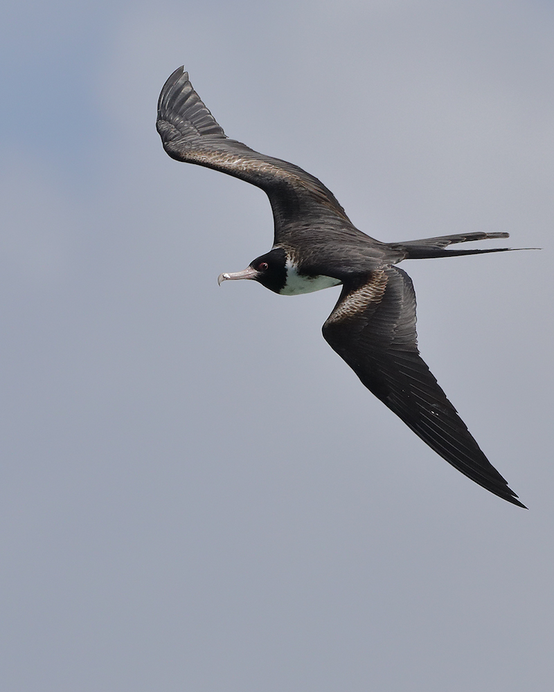 Lesser Frigatebird (Image ID 26897)