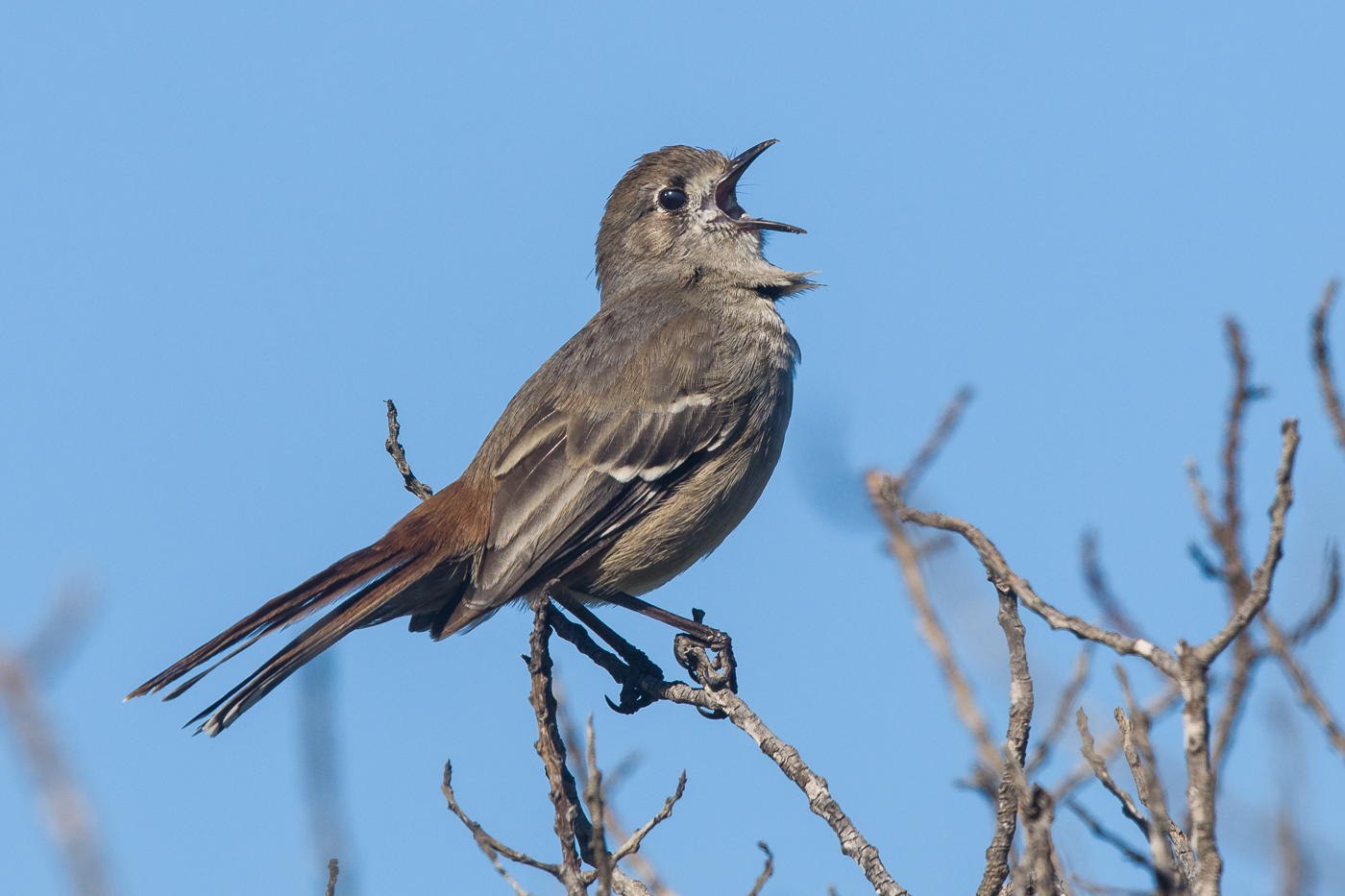 Southern Scrub-robin (Image ID 27081)