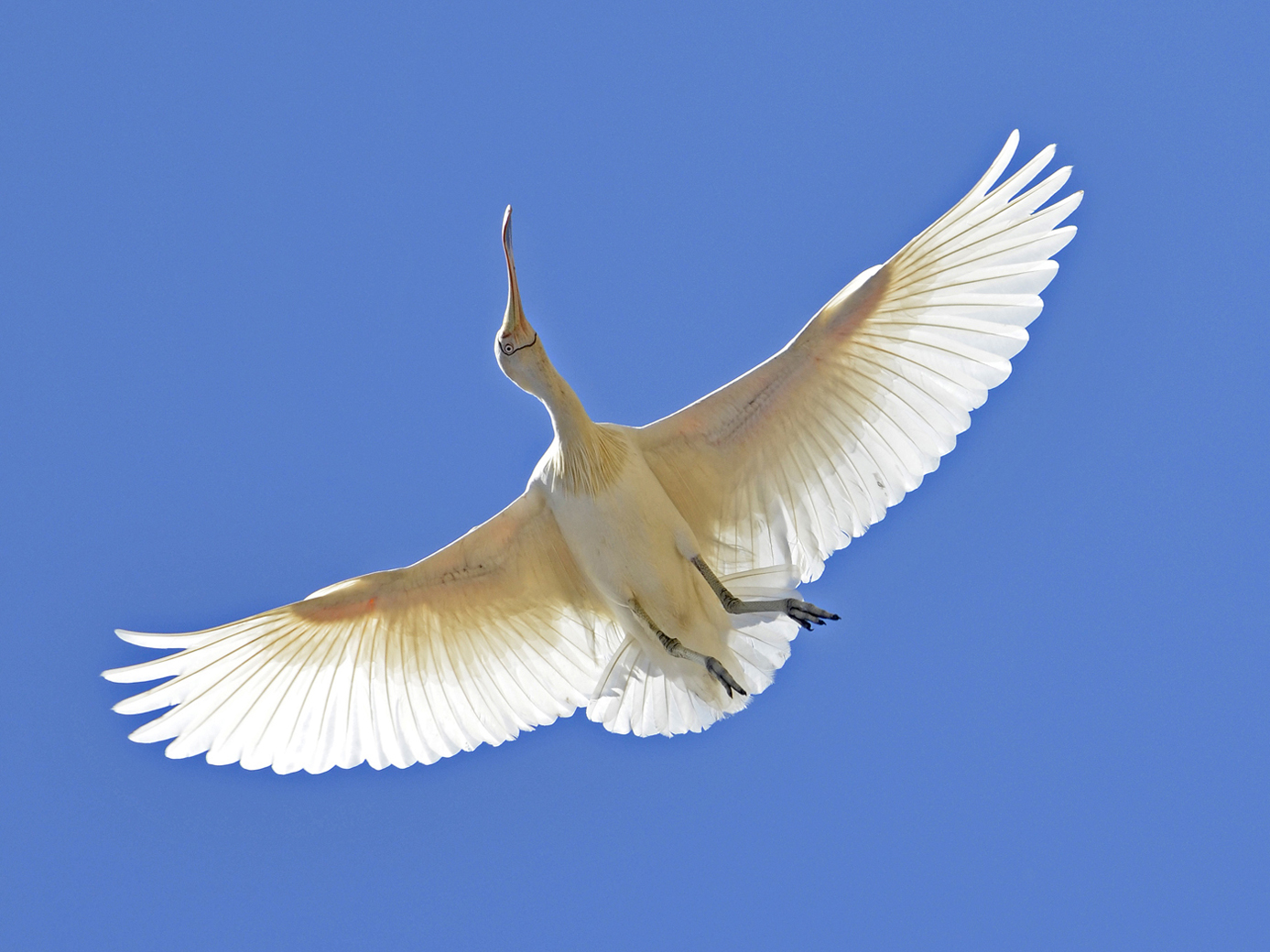 Yellow-billed Spoonbill (Image ID 26969)