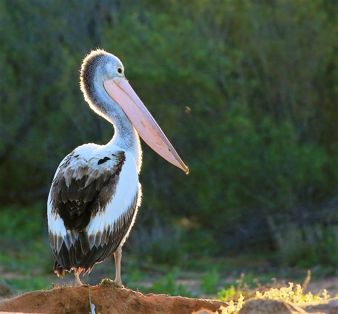 Australian Pelican (Image ID 26920)