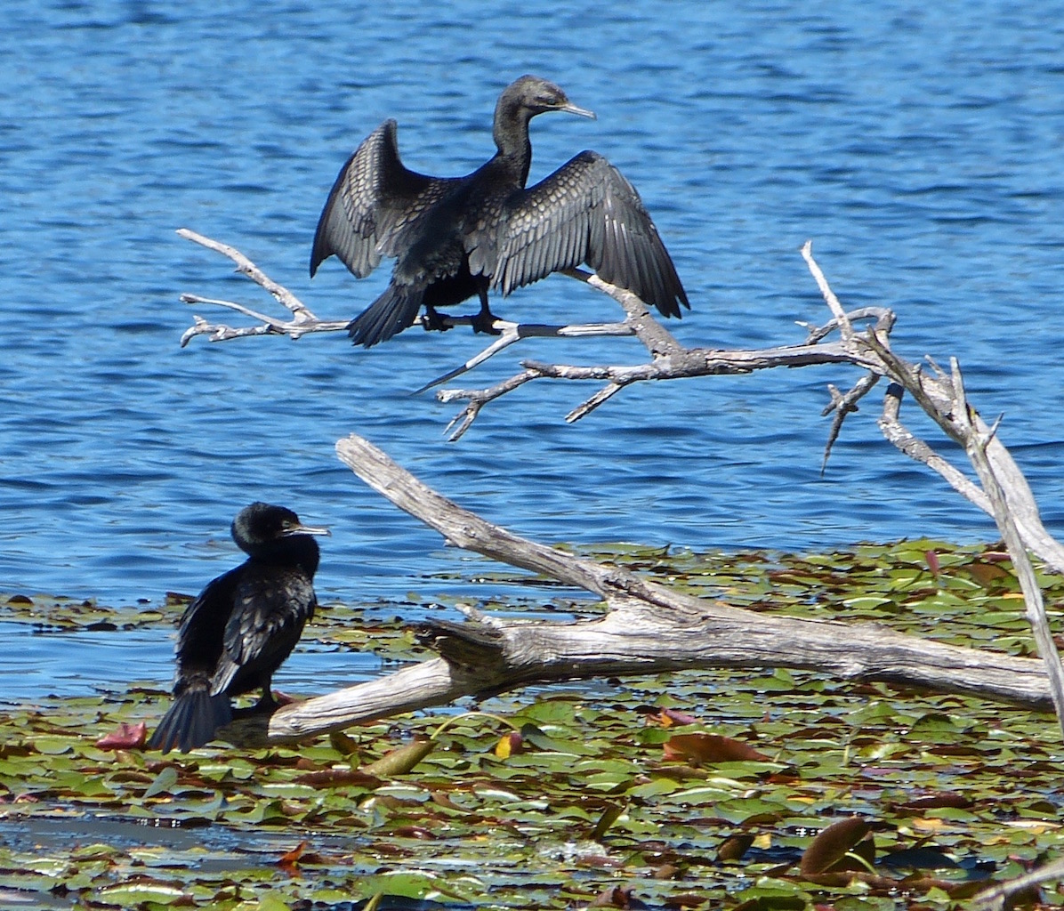Little Black Cormorant (Image ID 26885)