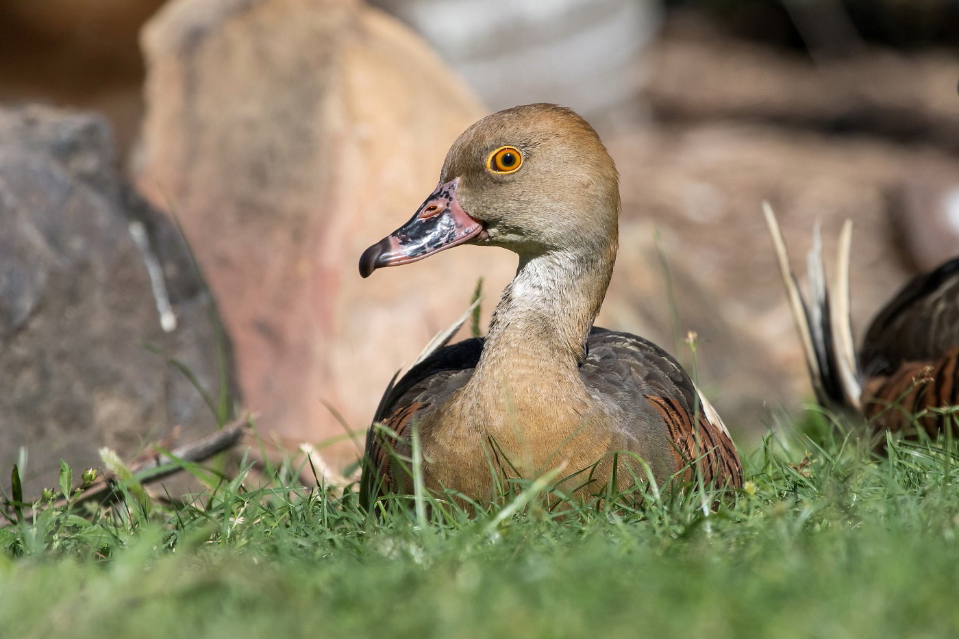 Plumed Whistling-Duck (Image ID 27042)