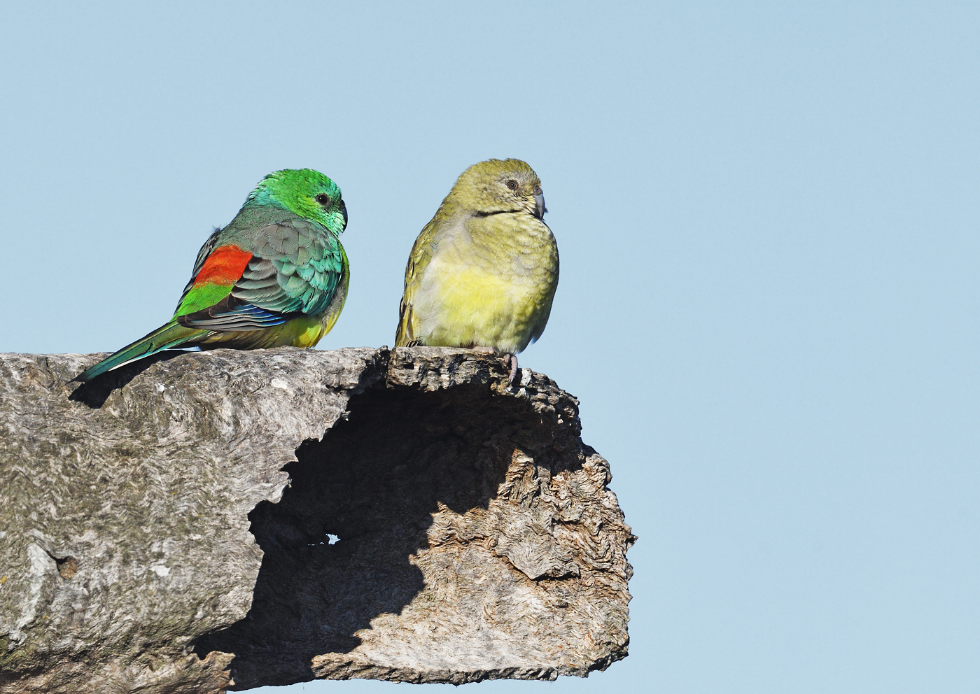 Red-rumped Parrot (Image ID 26890)