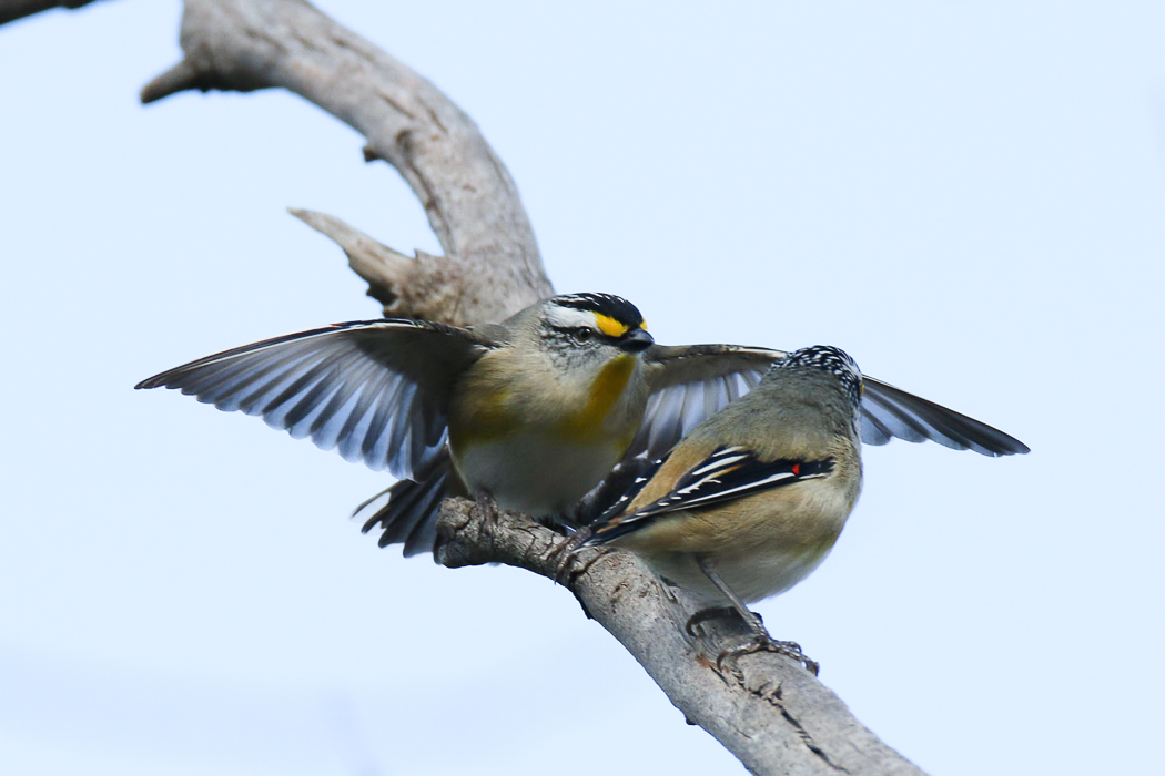 Striated Pardalote (Image ID 27006)