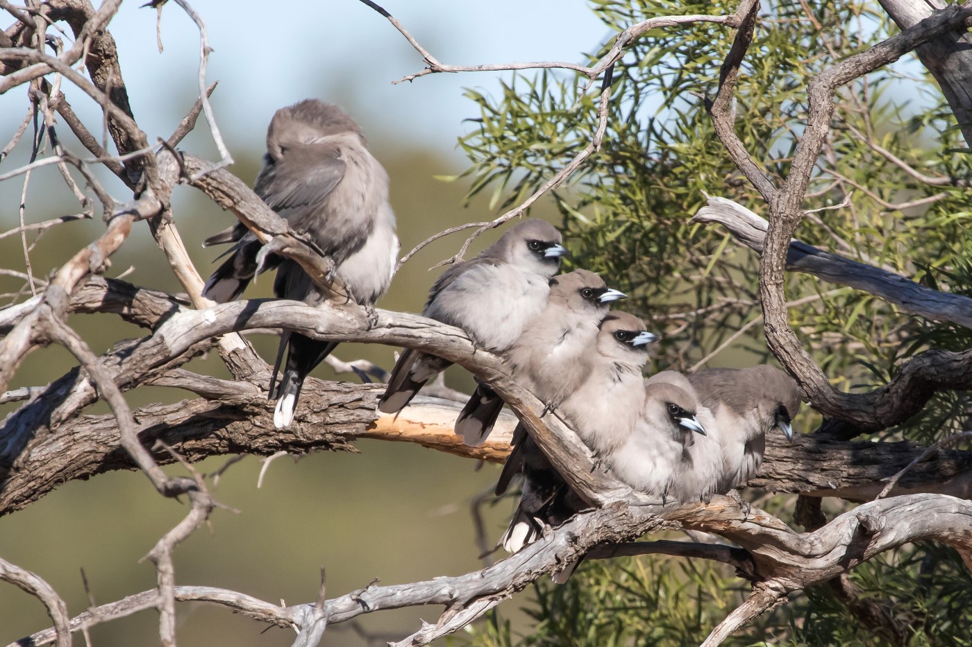 Black-faced Woodswallow (Image ID 26936)