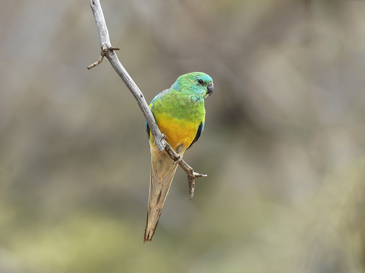 Red-rumped Parrot (Image ID 26965)