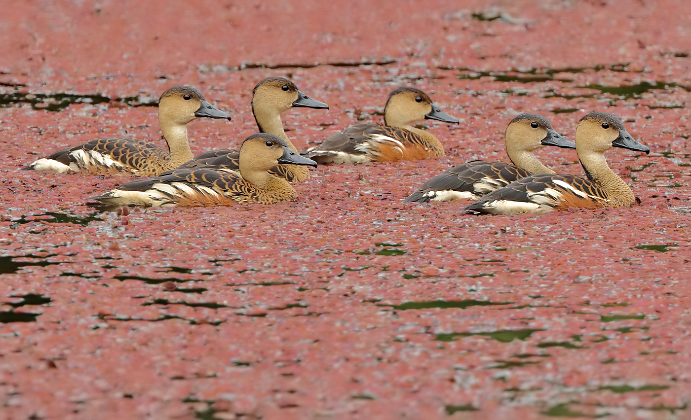 Wandering Whistling-Duck (Image ID 27124)