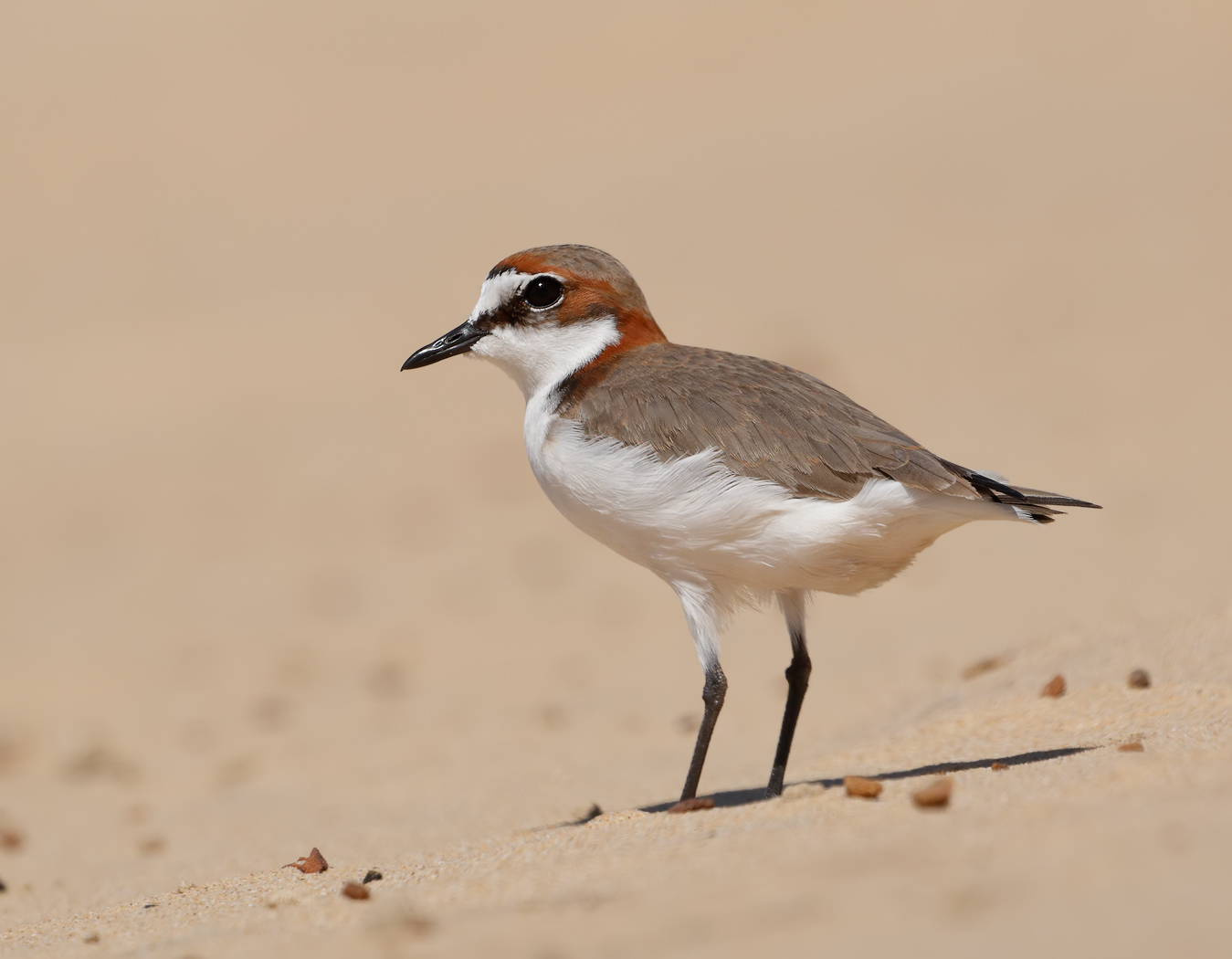 Red-capped Plover (Image ID 27055)