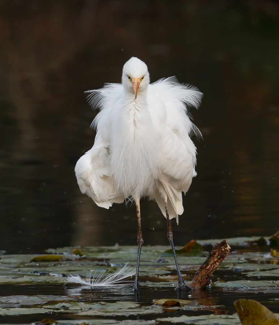 Plumed Egret (Image ID 27127)