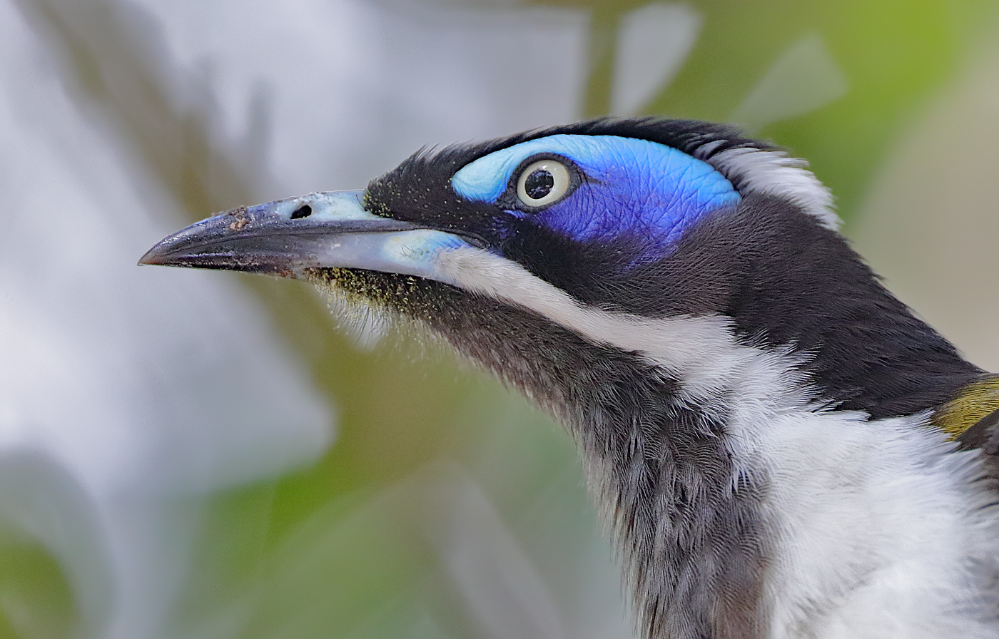 Blue-faced Honeyeater complex (Image ID 27076)