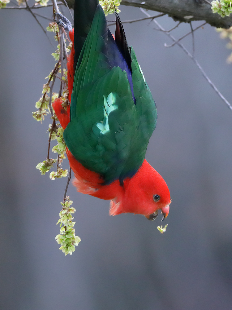 Australian King-Parrot (Image ID 27271)