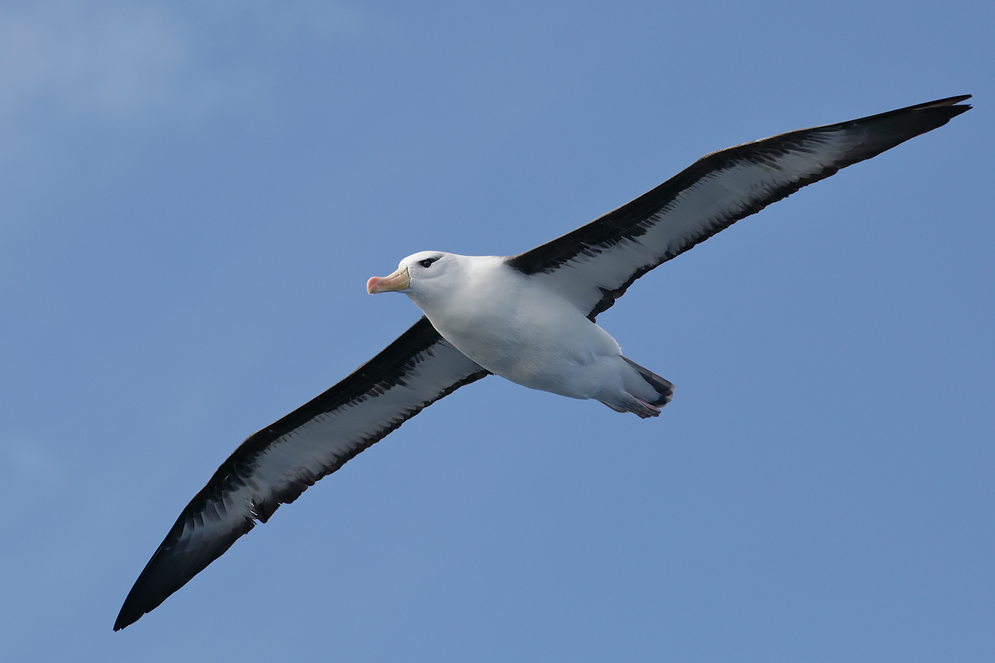 Black-browed Albatross (Image ID 27568)