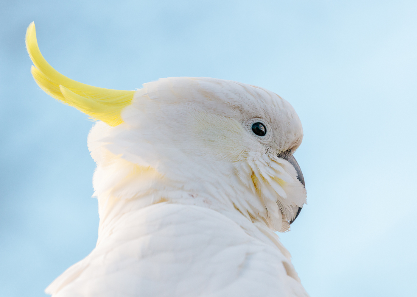 Sulphur-crested Cockatoo (Image ID 27352)