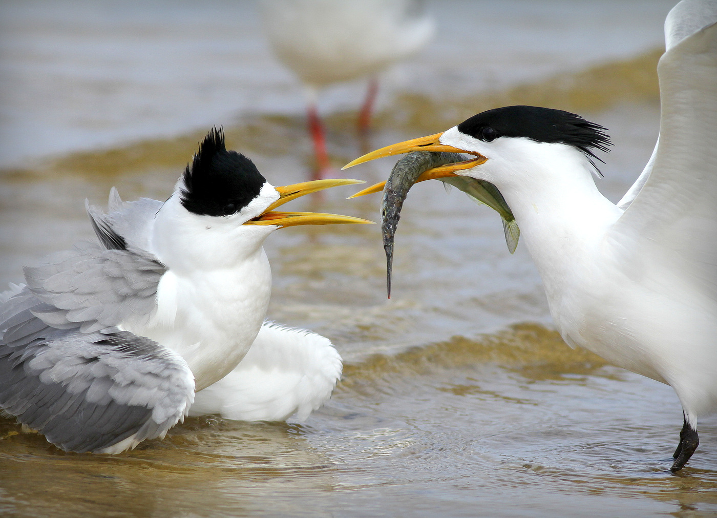 Greater Crested Tern (Image ID 27172)