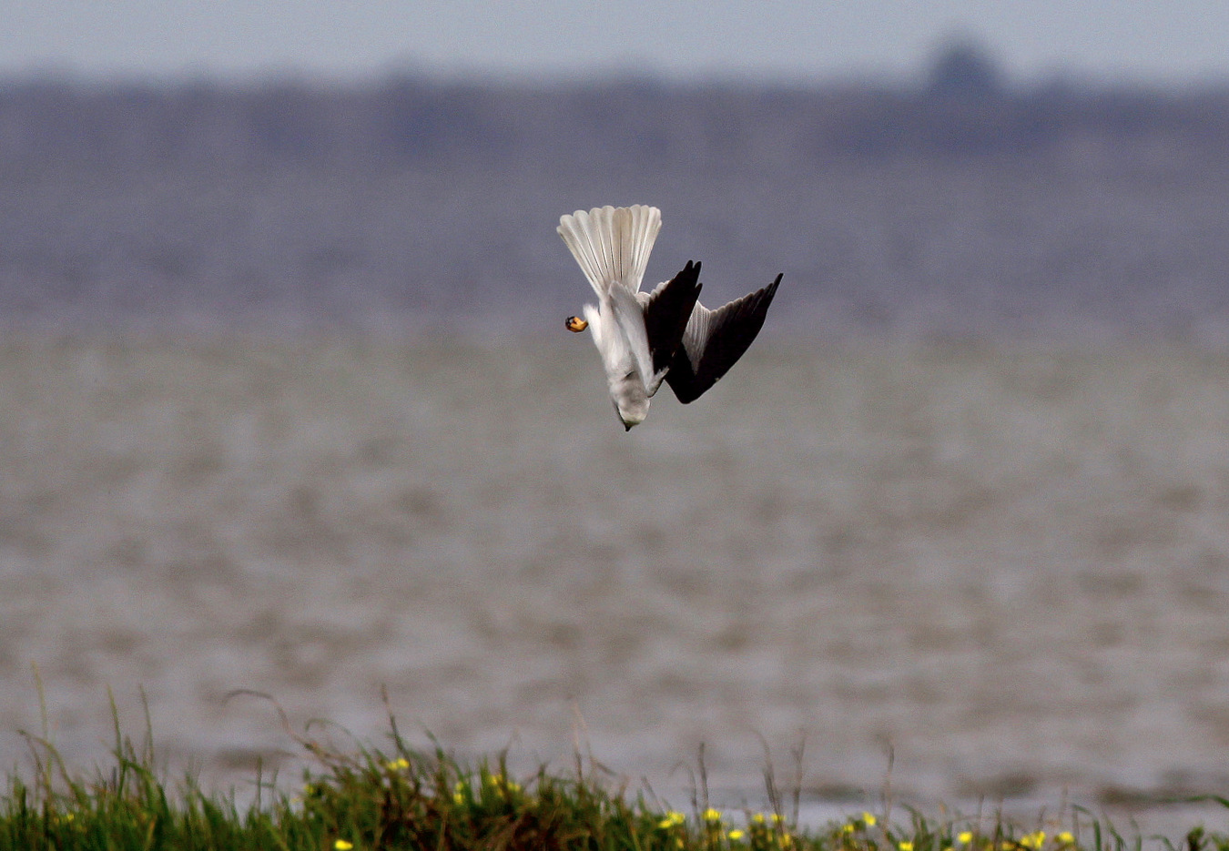 Black-shouldered Kite (Image ID 27239)