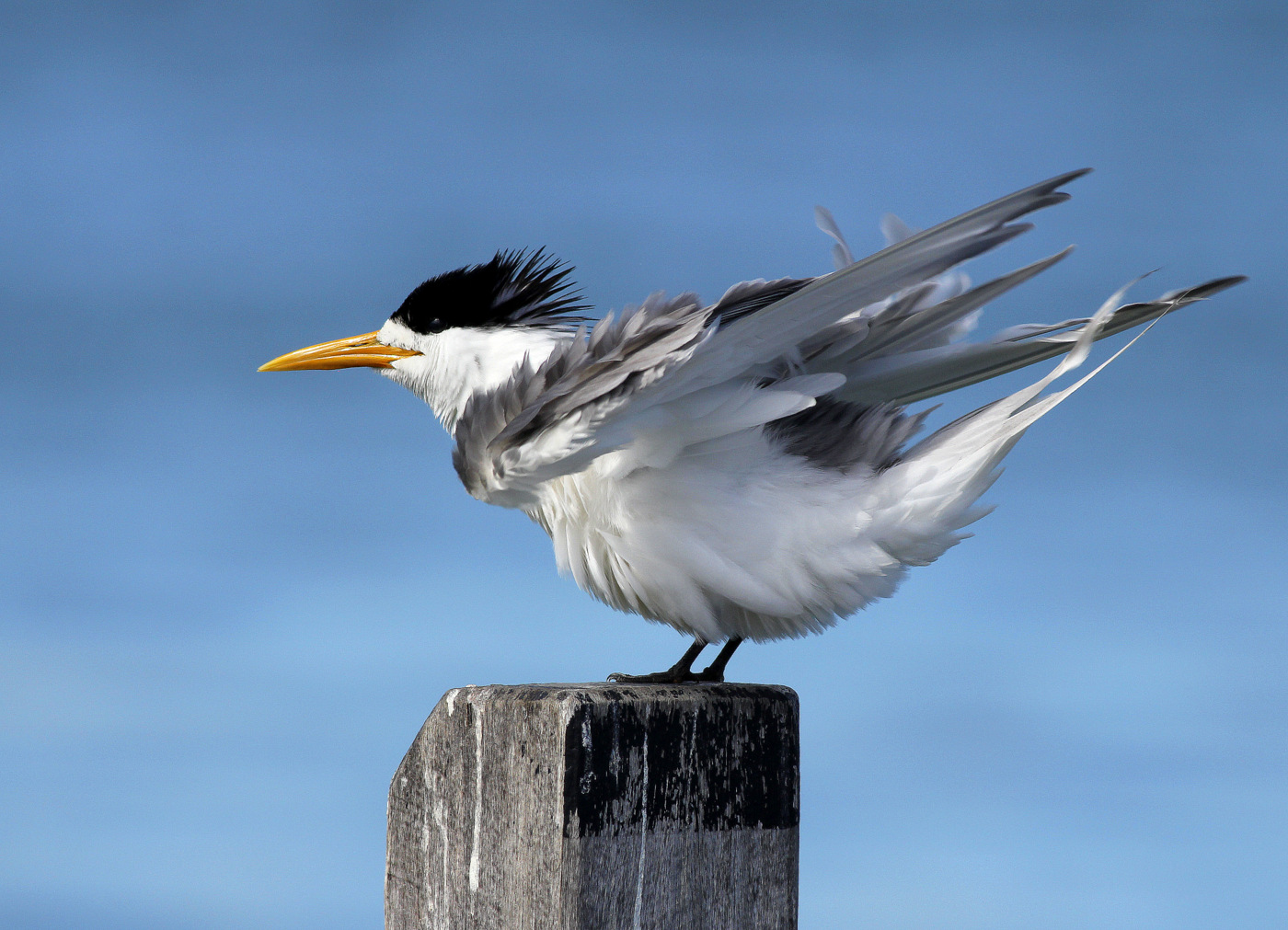 Greater Crested Tern (Image ID 27401)
