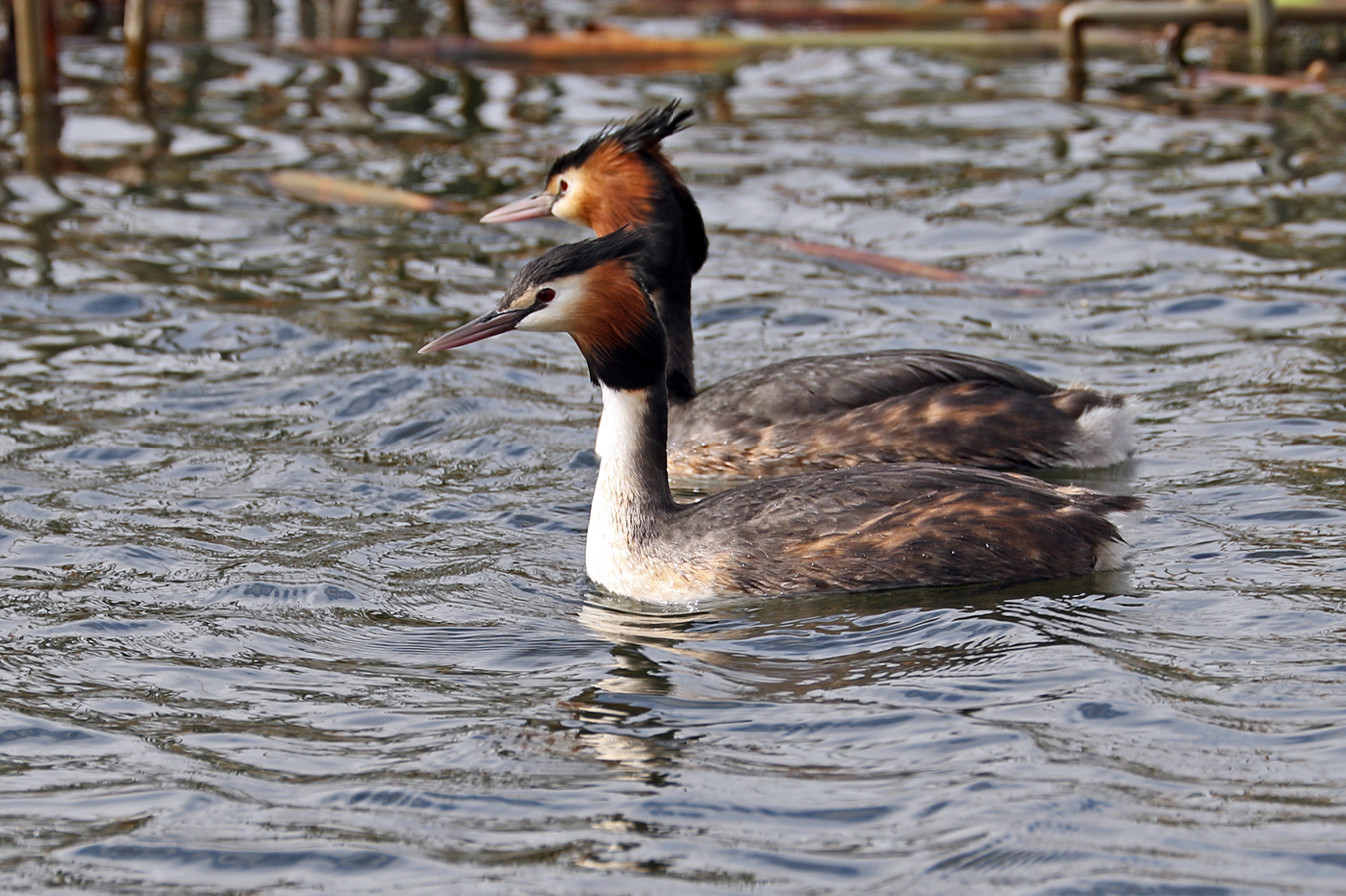 Great Crested Grebe (Image ID 27330)