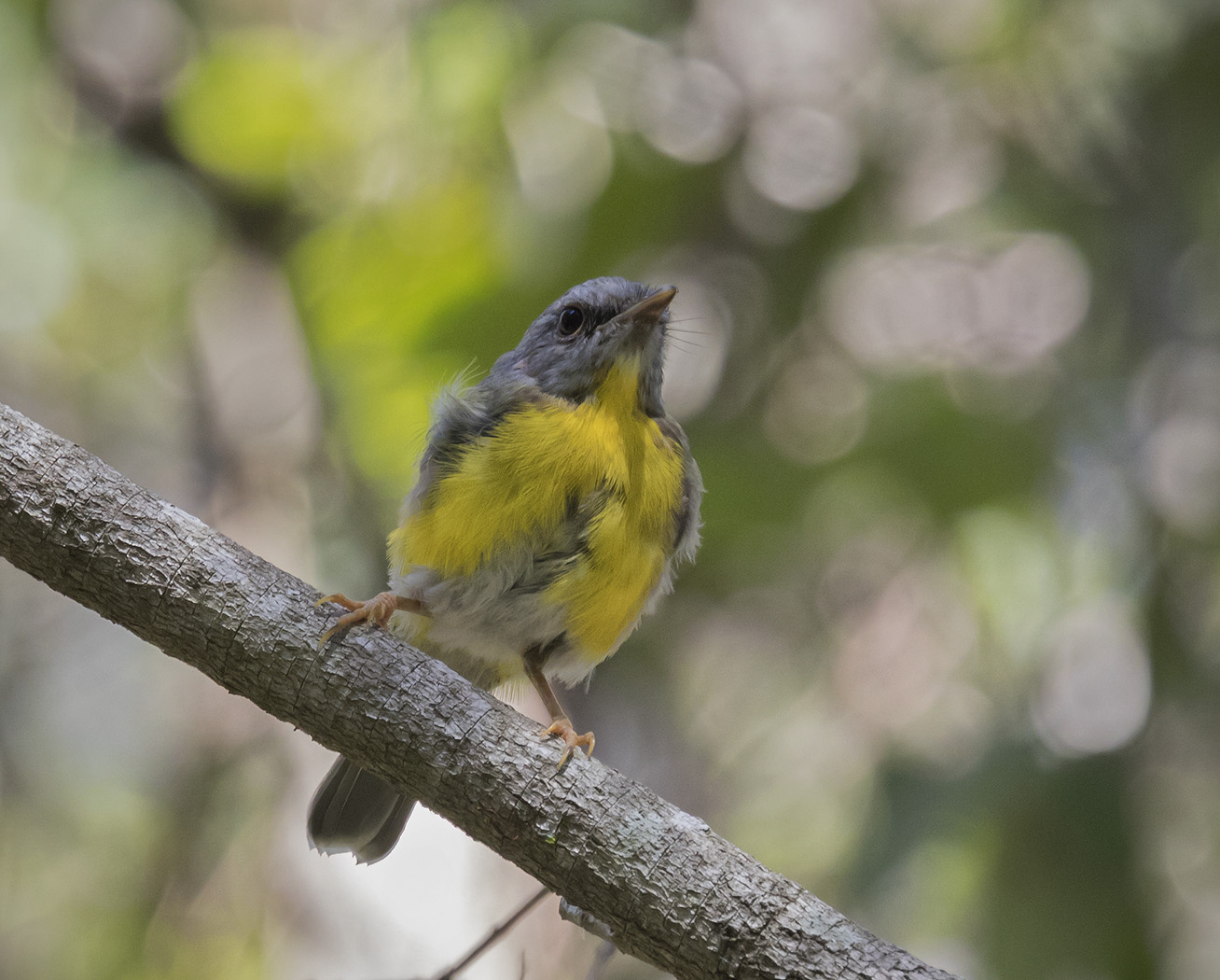 Eastern Yellow Robin (Image ID 27256)