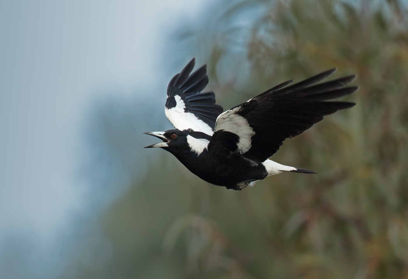 Australian Magpie (Image ID 27529)