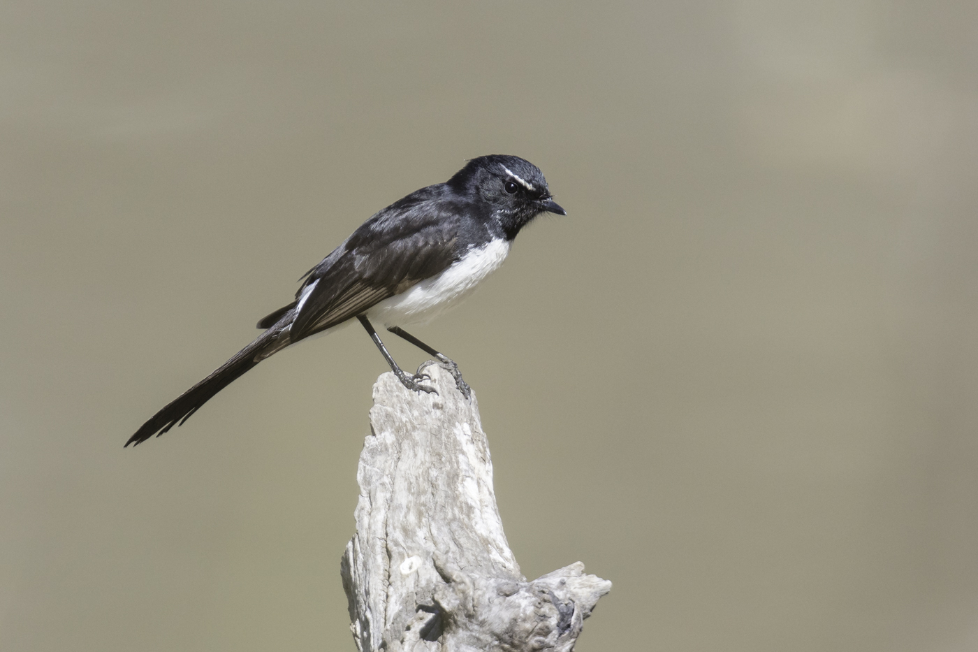 Willie Wagtail (Image ID 27324)