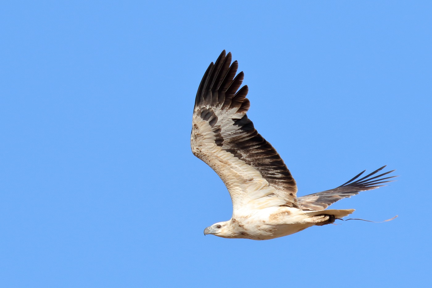 White-bellied Sea-Eagle (Image ID 27184)