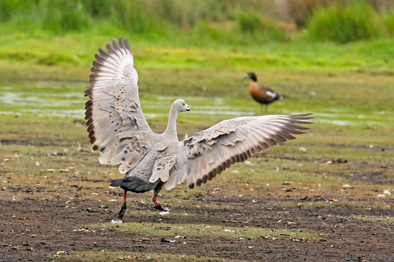 Cape Barren Goose (Image ID 27312)