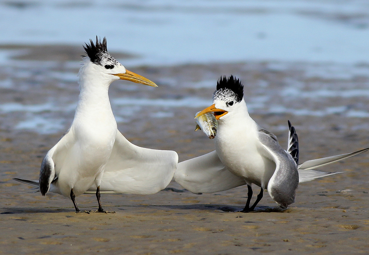 Greater Crested Tern (Image ID 27656)