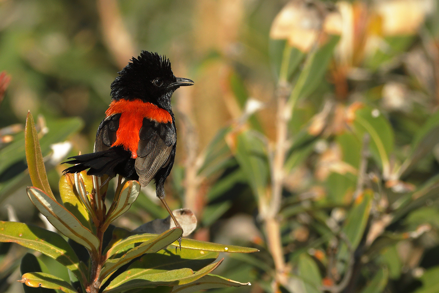 Red-backed Fairy-wren (Image ID 27619)