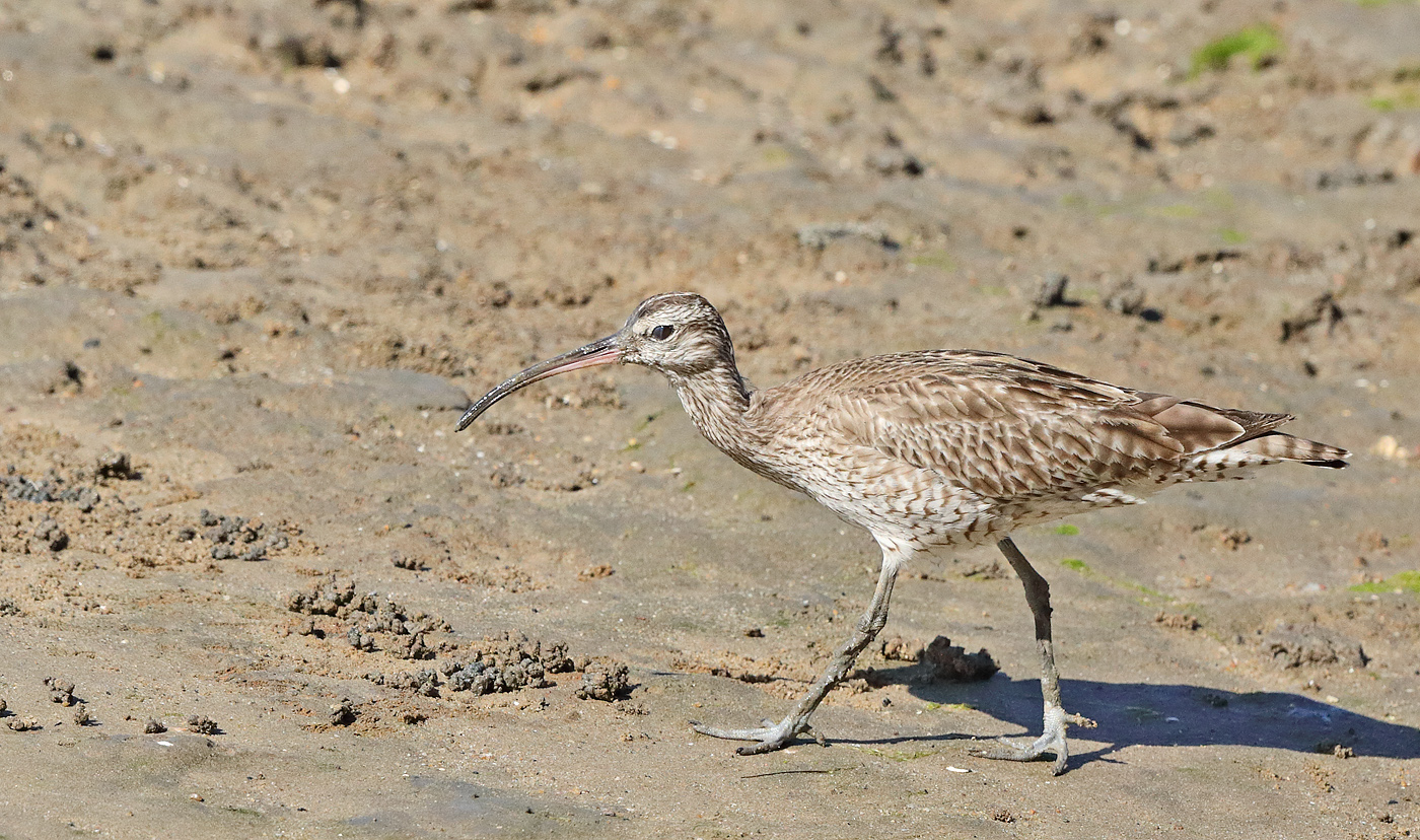 Whimbrel (Image ID 27276)
