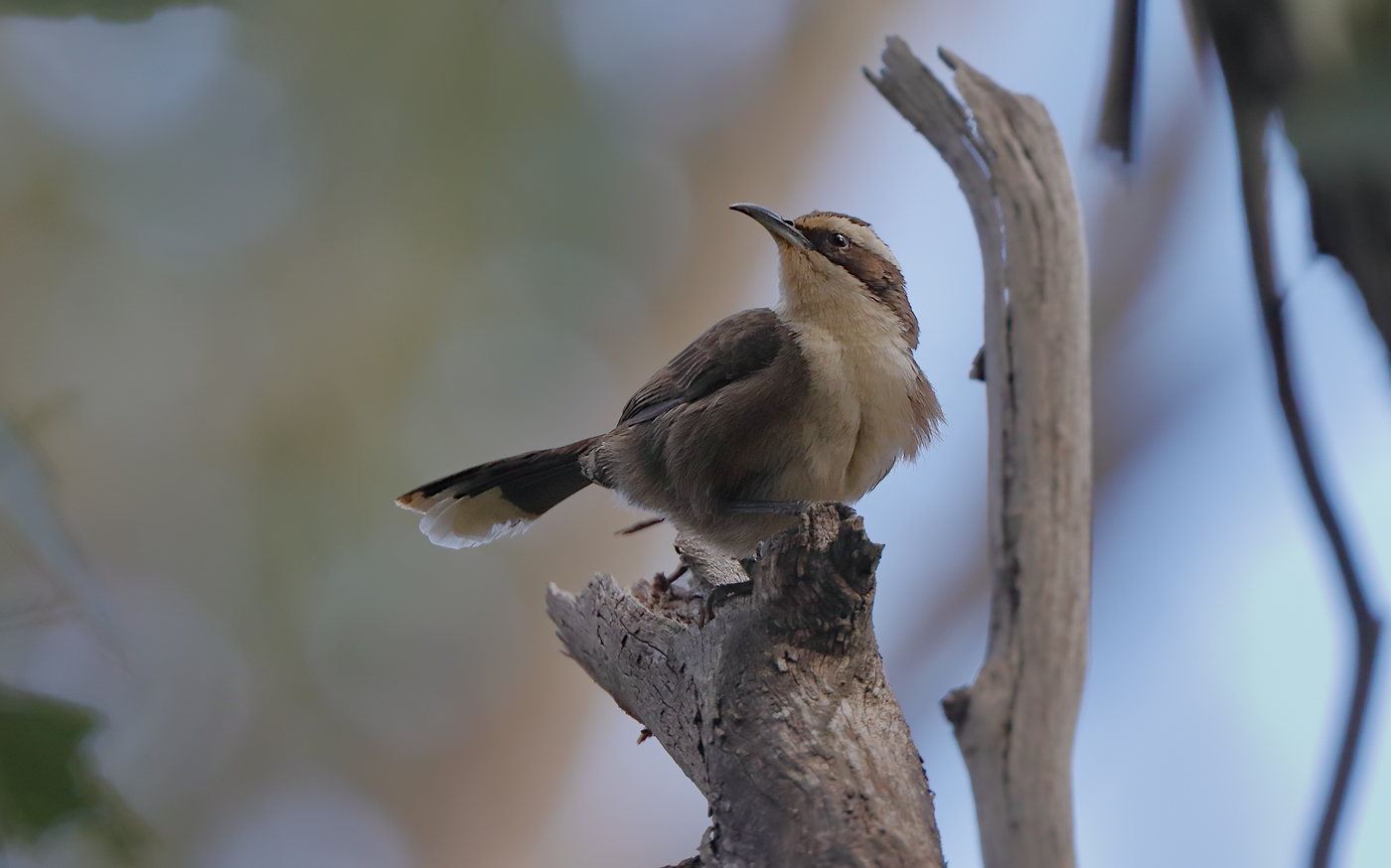 White-browed Babbler (Image ID 27468)