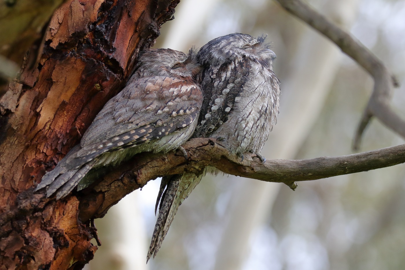 Tawny Frogmouth (Image ID 27309)