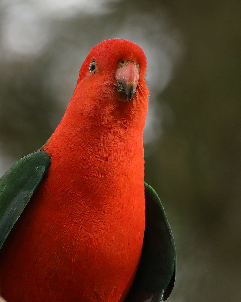 Australian King-Parrot (Image ID 27272)