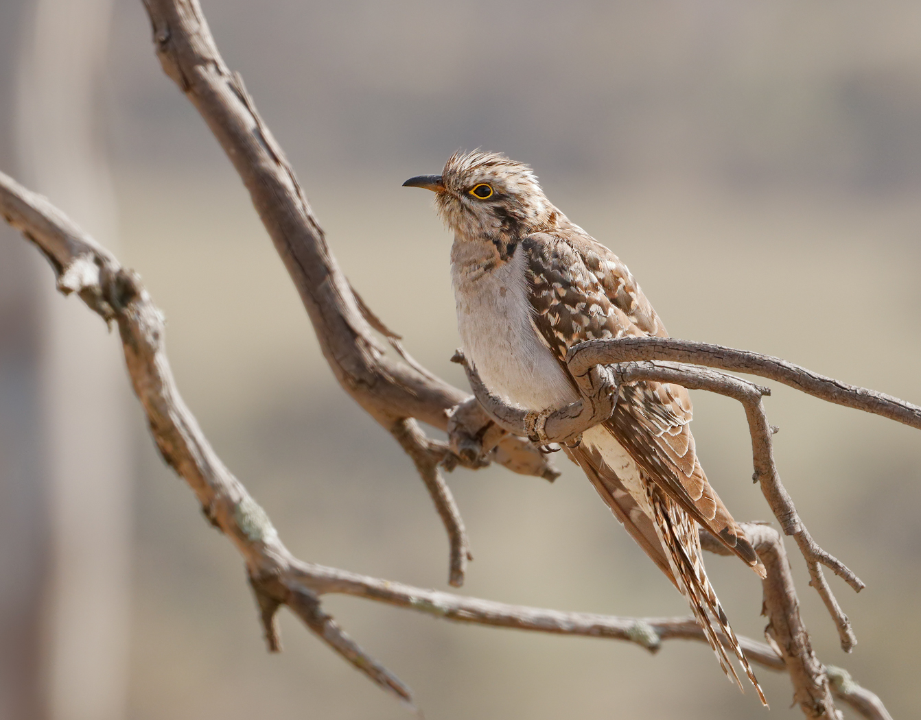 Pallid Cuckoo (Image ID 27506)