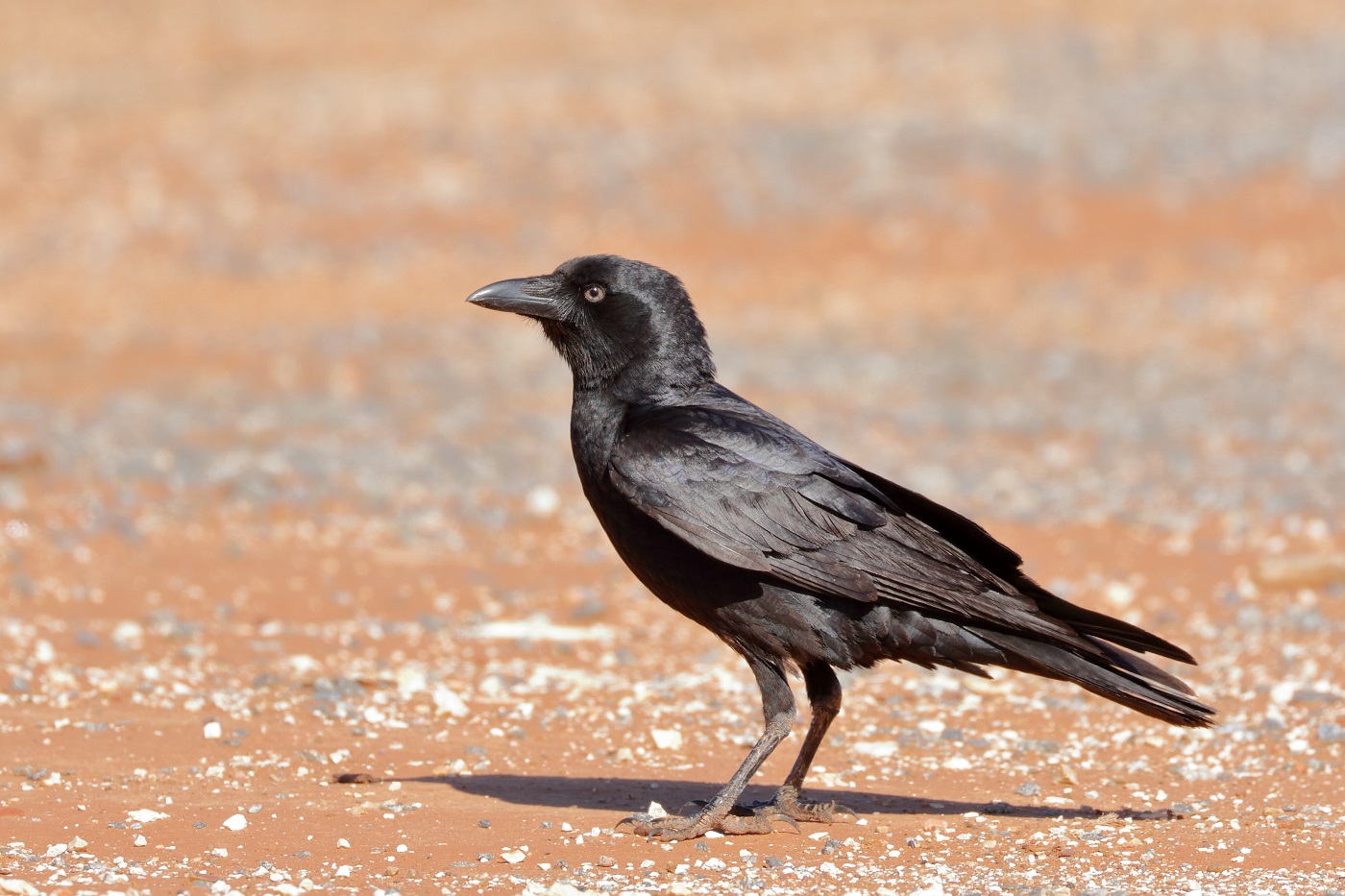 Little Crow (Image ID 27357)