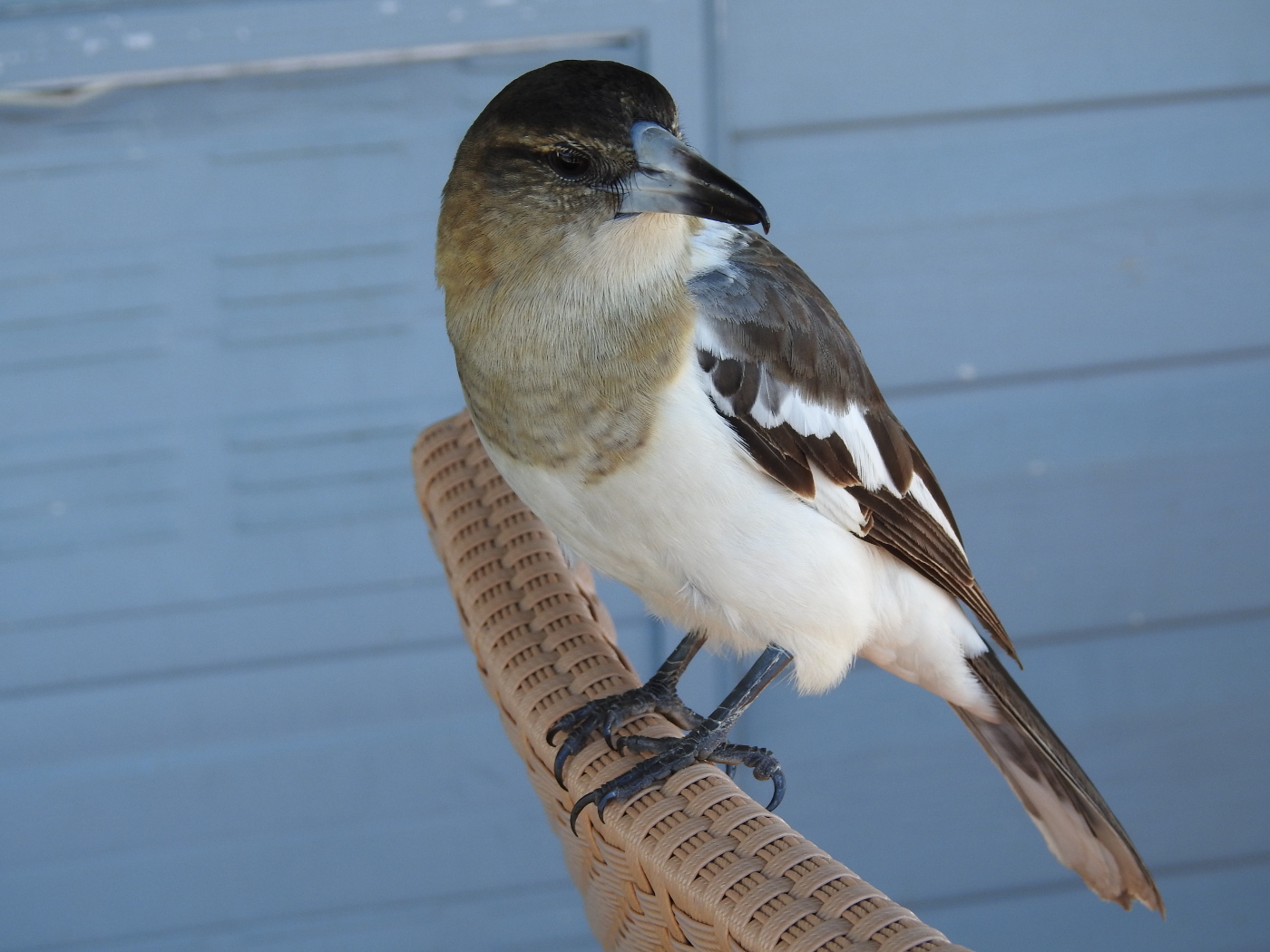 Pied Butcherbird (Image ID 27339)