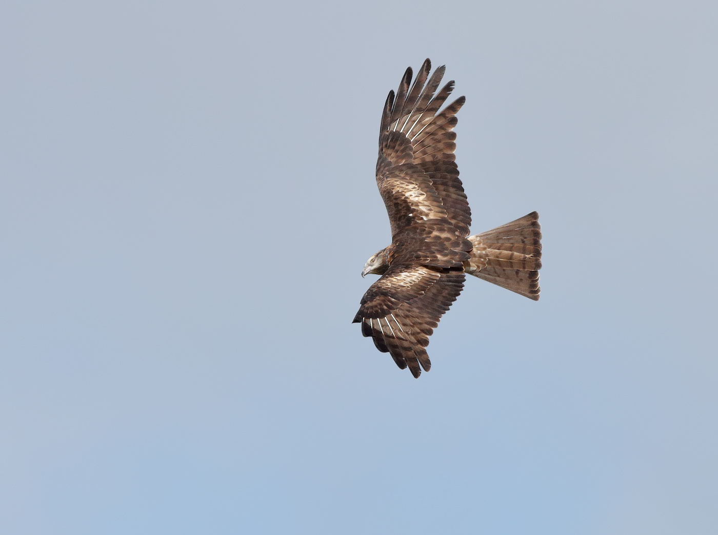 Square-tailed Kite (Image ID 27366)