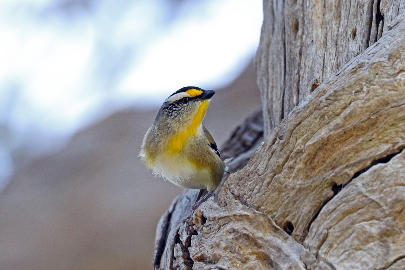 Striated Pardalote (Image ID 27195)