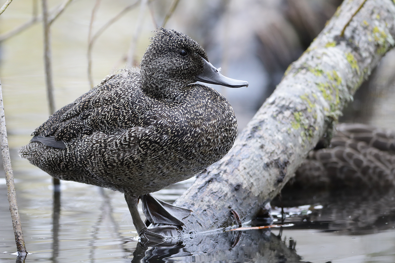 Freckled Duck (Image ID 27621)