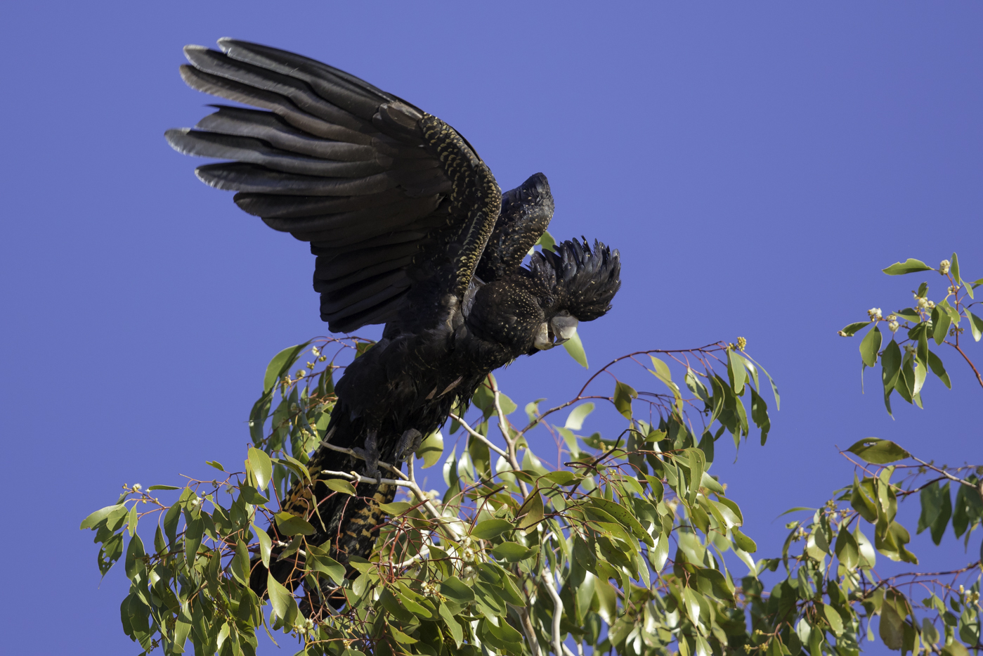 Red-tailed Black-Cockatoo (Image ID 27423)